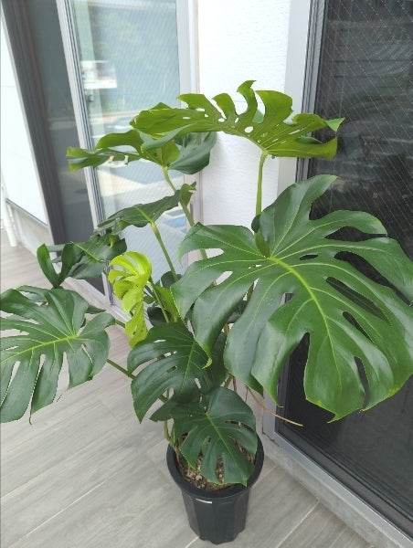 モンステラ 10号【店頭受取】