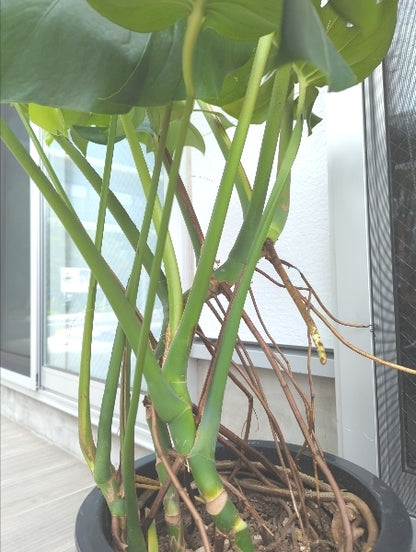 モンステラ 10号【店頭受取】