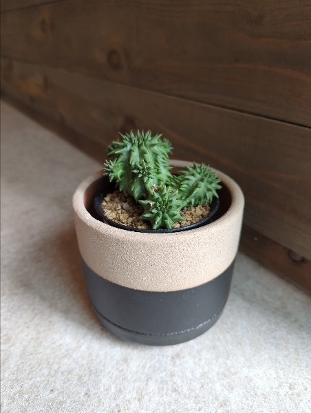 ユーフォルビア・ルリコウ 3号【店頭受取】