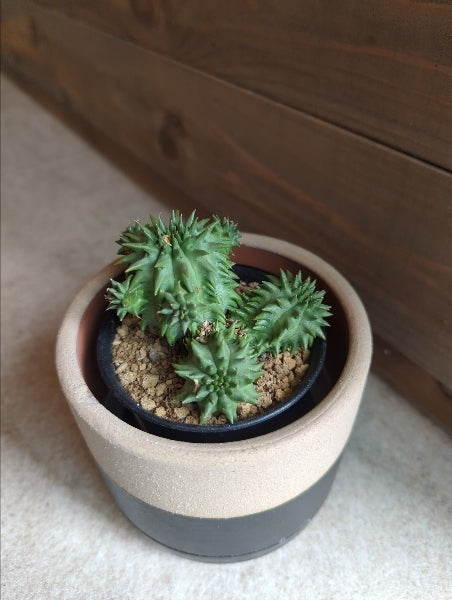 ユーフォルビア・ルリコウ 3号【店頭受取】