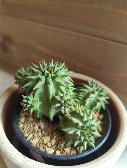 ユーフォルビア・ルリコウ 3号【店頭受取】