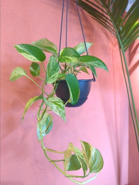 ポトスマーブルクイン　5号【店頭受取】