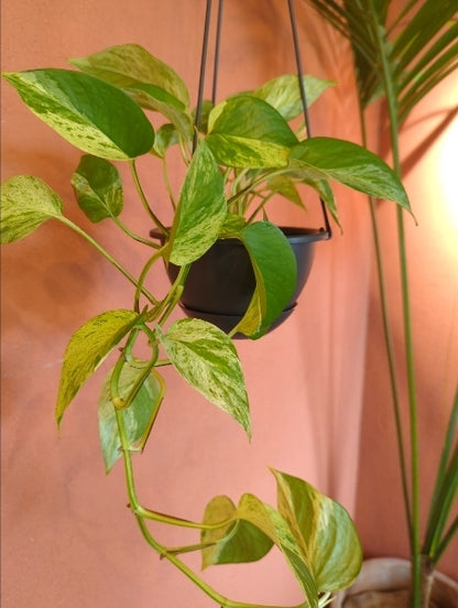 ポトスマーブルクイン　5号【店頭受取】