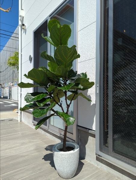 カシワバゴム 8号S【店頭受取】