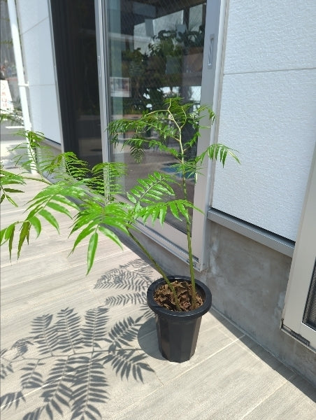 リュウビンタイ 7号【店頭受取】