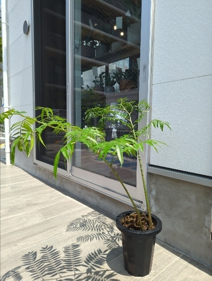 リュウビンタイ 7号【店頭受取】