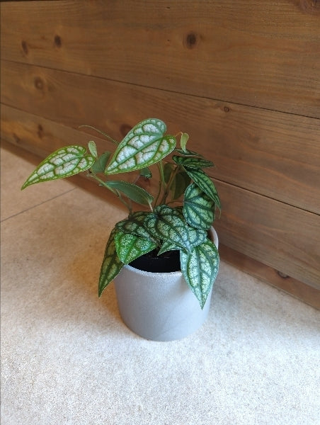 ピペル・シルバーティクム 3号【店頭受取】